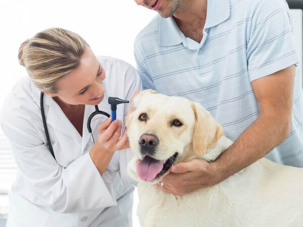 The Effects Of Over the Counter Pain Medication for Dogs
